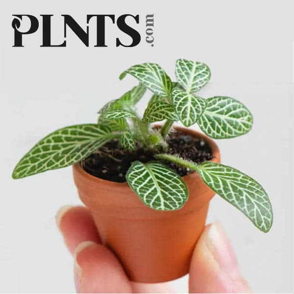 Sfeerbeeld van het uitgebreide plantenassortiment van PLNTS